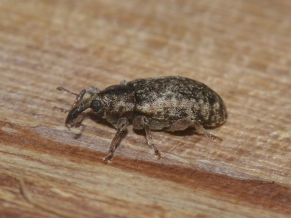 Dorytomus? - Dorytomus ictor